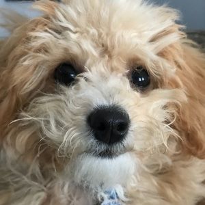 Meet your Posher, Sonya